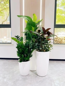 价格亲民的宁波绿化养护，你值得拥有！